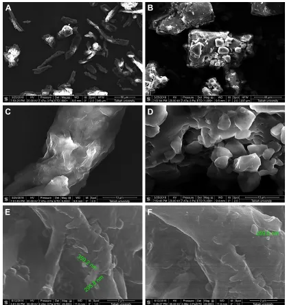 Figure 4 SEM micrographs of (A) MCC, (B) lactose, (C) MCC at a larger magnification, (D) lactose at a larger magnification, (E) GBD–MCC, and (F) GBD–lactose particles.Note: scales in A, B, C, D, E, and F are 50, 40, 10, 10, 2, and 2 μm, respectively.Abbreviations: GBD, glyburide; MCC, microcrystalline cellulose; SEM, scanning electron microscopy.