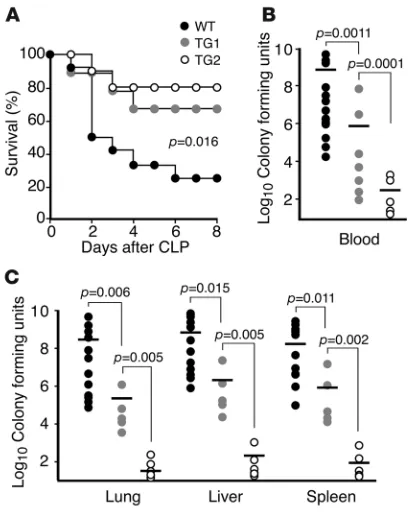 Figure 3Improved survival from polymicrobial sepsis in HO-1 Tg mice. (