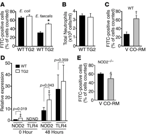 Figure 5HO-1–derived CO enhances phagocytosis. (