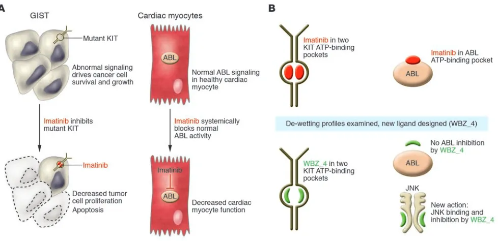 Figure 1Structural modification of imatinib allows retention of its anticancer activity without cardiotoxic effects