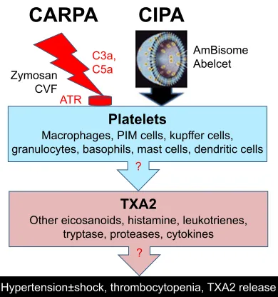 Figure 7 Double hit hypothesis of c activator- and liposome-induced circulatory changes in mice