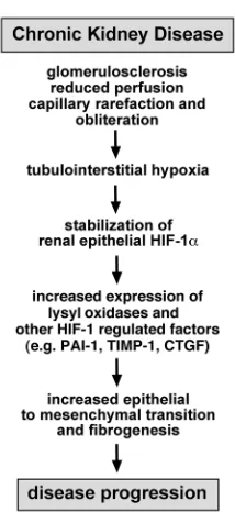 Figure 8Model proposing a role for HIF-1 in the progression of CKD. Tubuloin-