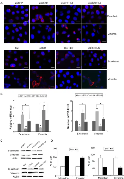Figure 6: IL-8 is required for sohlh2-mediated EMT, migration and invasion. (A–C) IL-8 decreased E-cadherin expression but enhanced vimentin expression in sohlh2-overexpressing MDA-MB-231 cells