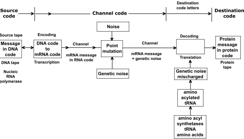 Fig. 1.Fig. 1. The transmission of genetic message from the DNA to the protein tape using a trans-mission channel that is embodied in the gene expression machinery