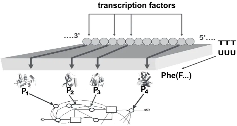 Fig. 2.Fig. 2. Scheme of regulation of gene expression by transcription factors and participation ofgene expression products (P1, P2...Pn) in the regulation of metabolic pathways