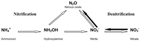 Fig. 1. Conceptual model indicating the major pathways for N2Oformation regarded in this study