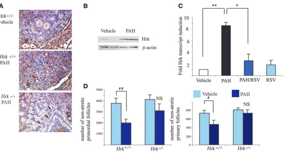 Figure 2PAH-driven Hrk induction and its functional requirement in regulation of ovarian pool