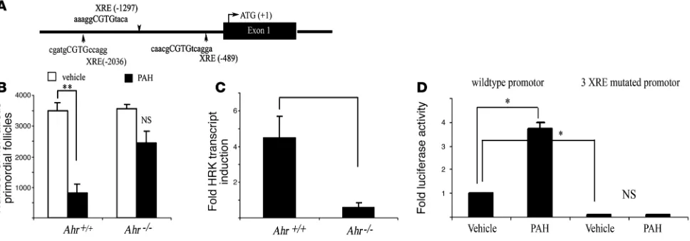 Figure 3Ahr is involved in in vivo–induced follicle destruction in female offspring after maternal exposure to PAHs