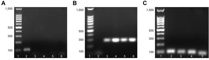 Figure 12 FE-SEM images of specimens after immersing SBF (simulated body fluid) solution for 7 days.Notes: column 1 was cON