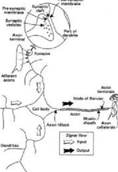 Figure  2.1 Biological neuron.