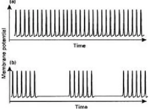 Figure  2.5 Neural firing patterns.