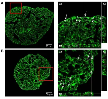 Figure S3 Immunostaining of whole hepg2 spheroid.Notes: Prior to staining, hepg2 spheroid was permeabilized with triton X-100 for 30 minutes at room temperature