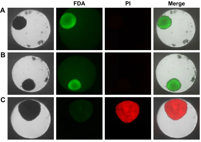 Figure 3 Morphology of hepg2 spheroids.Notes: (A) Formation of bile canaliculi in hepg2 spheroids