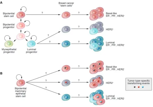 Figure 1Hypothetical models explaining breast tumor subtypes. Cell of origin (A) and tumor subtype–specific transforming event (B) models