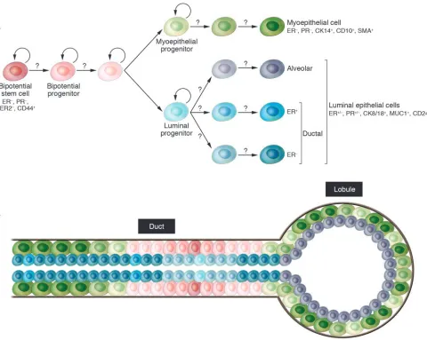 Figure 3Hypothetical model of human mammary epithelial stem cell hierarchy and differentiation