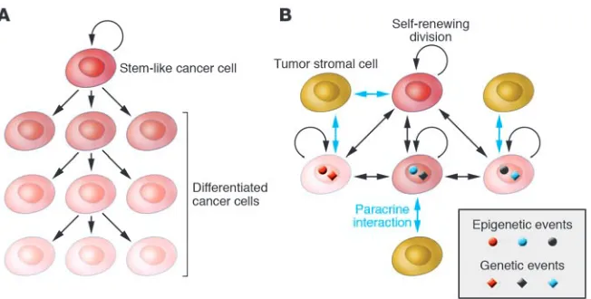 Figure 4progression comes from the finding that the genotype of the host influences the risk Hypothetical models explaining intratumoral heterogeneity and tumor evolution