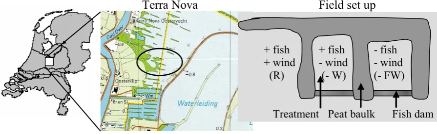 Fig. 1. Location of Terra Nova (Loosdrecht Lakes, the Netherlands) and the design of the biomanipulation experiment in the ﬁeld.