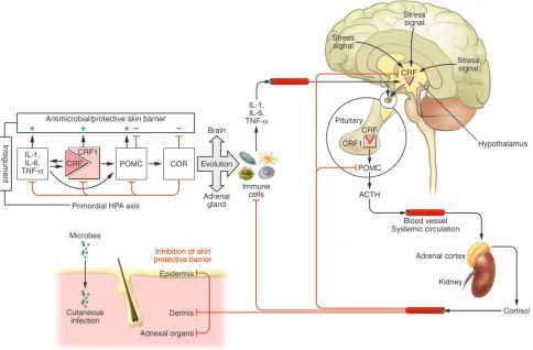 Figure 1Evolution of the HPA axis. The primordial HPA axis (left) may have developed first in the integument for the regulation of its defensive activ-