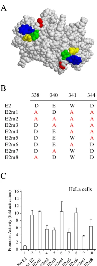 Figure 1Mutagenesis of the HPV 16 E2 proteinMutagenesis of the HPV 16 E2 protein. (A) A molecular model of the dimeric DNA binding domain of the HPV 16 E2 protein [49] produced using RasMol 2.7.3.1 [50] and showing the amino acids mutated in this study: D3