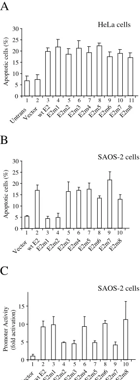 Figure 2HPV-transformed cellsThe induction of apoptosis in HPV-transformed and non-The induction of apoptosis in HPV-transformed and non-HPV-transformed cells