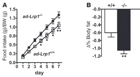 Figure 7Increased food intake under normal chow–fed conditions and reduced fat mass after food deprivation in ad-Lrp1–/– mice