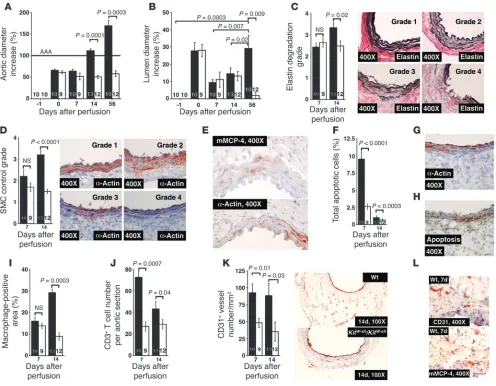 Figure 2Characterization of AAA lesions in both WT (black bars) and 