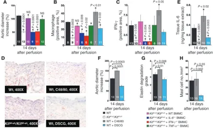 Figure 4BMMC reconstitution and mast cell activation and stabilization. (A) Aortic expansion in WT, KitW-sh/KitW-sh, and KitW-sh/KitW-sh mice reconstituted with BMMCs from WT, IL-6–/–, IFN-γ–/–, and TNF-α–/– mice