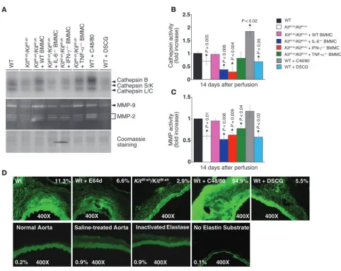 Figure 5AAA lesion protease activities. (