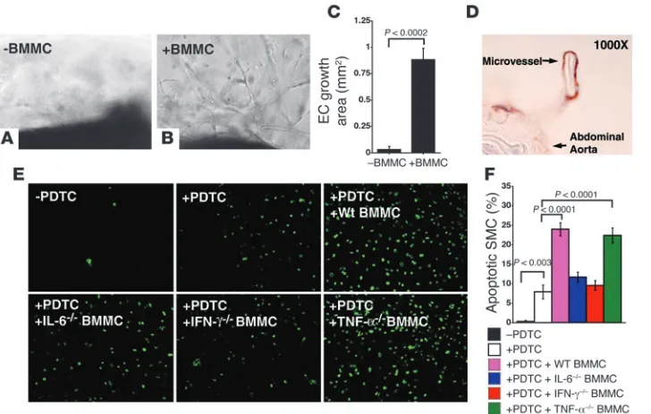 Figure 6Mast cells promote microvessel ative control for the aortic ring assay. (microvessel sprouting from the aortic ring