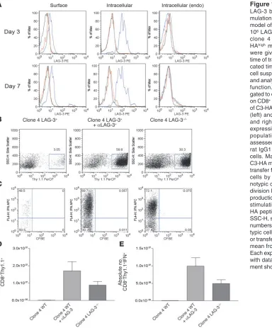 Figure 1LAG-3 blockade enhances the accu-mulation of HA-specific CD8+ cells in a model of self tolerance