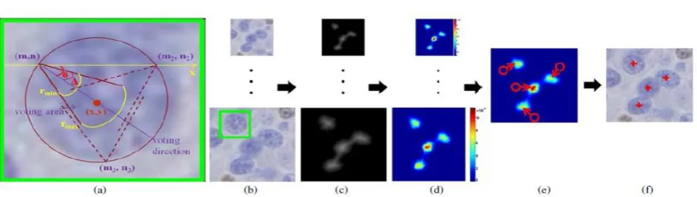 Fig. 2. Procedure of hierarchical voting-based seed detection. (a) Illustration of voting area and direction, (b) original image, (c) distance map, (d) confidence map, (e) mean-shift clustering (the circle represents one point and the arrow denotes the mea