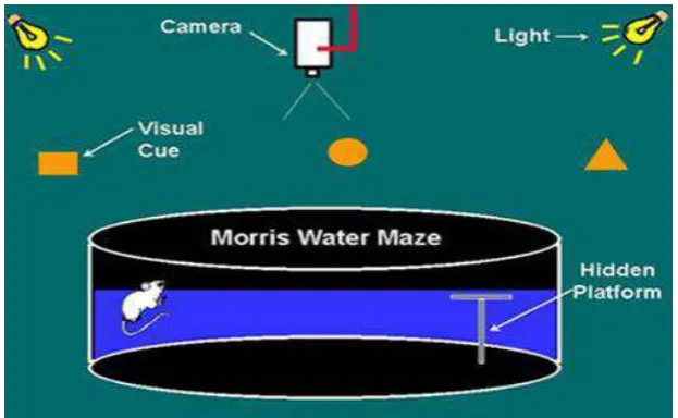 Fig. 3: Morris water maze 