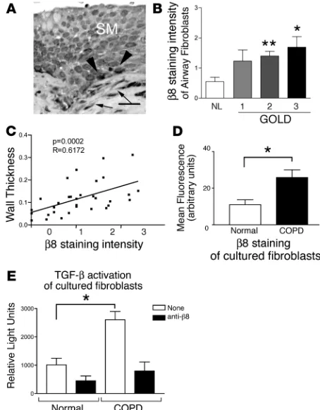 Figure 9Expression of the integrin β8 is increased in small airway fibroblasts in COPD; its expression correlates with GOLD stage, airway wall thickness, and TGF-β activation