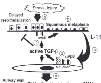 Figure 10Hypothetical model of SM in the pathogenesis of airway wall thickening in COPD
