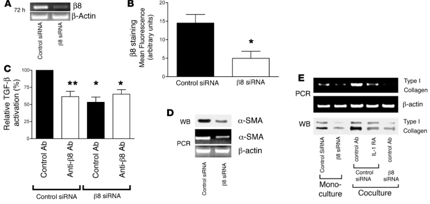 Figure 4Paracrine secretion of IL-1β by P3 human bronchial epithelial cells increases β8 expression and αvβ8-mediated TGF-β activation of adjacent airway fibroblasts in a coculture model of the epithelial-mesenchymal trophic unit