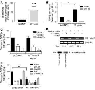Figure 6Increased αvβ8-mediated activation of TGF-β in airway fibroblasts is mediated through increased β8 expression and not increased MT1-MMP activity