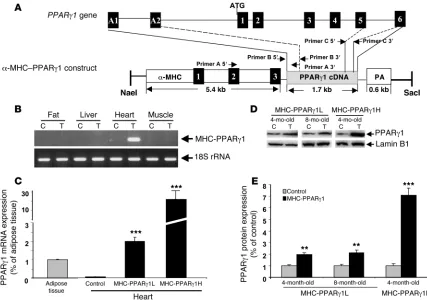 Figure 1Construct and gene expression in PPARpromoter was used to drive PPARand A2 indicate PPARold MHC-PPARγ1-transgenic mice