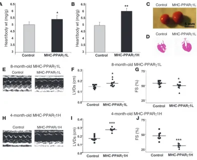 Figure 5Dilated cardiomyopathy in MHC-PPAR