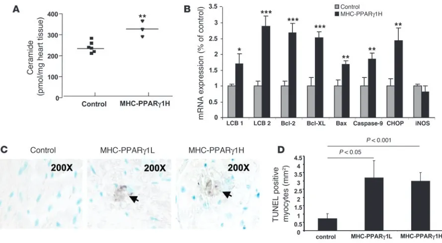 Figure 7Lipoapoptosis in MHC-PPAR