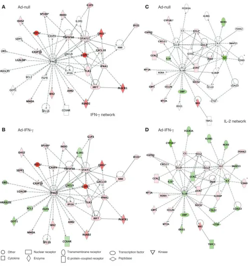 Figure 3Ingenuity pathway analysis (IPA) of functional associations between IFN-γ– and IL-2–associated gene networks after Ad-null (A and C) and Ad-IFN-γ infection (B and D)