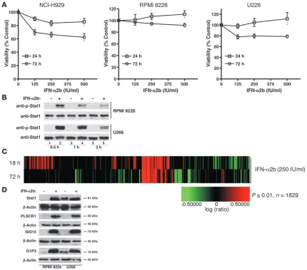 Figure 1Effects of IFN-left untreated or were treated with IFN-increased Stat1 phosphorylation