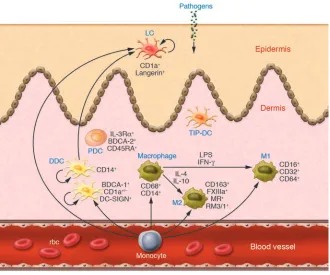 Figure 1Normal human skin is characterized by an impressive diversity of immune sentinels