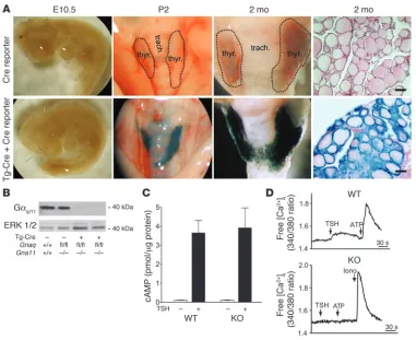 Figure 1Validation of thyrocyte-specific deletion of the genes encoding Gαq and Gα11. (A) Gt(ROSA)26Sor Cre report-er animals (Cre reporter) carrying no Cre gene (top row) or carrying the Cre gene under the control of the thyroglobulin promoter (Tg-Cre; bo