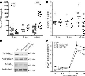 Figure 2Physiological consequences of the thyrocyte-spe-