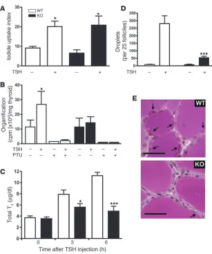 Figure 4Cellular effects of TSH in wild-type and Tc-G