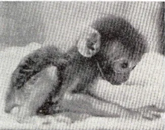 FIG. 2. Response to gauze pad by six-month-old monkey used in earlier study.