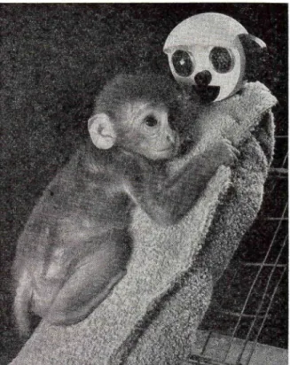 FIG. 14. Typical response to cloth mother surrogate in fear test.