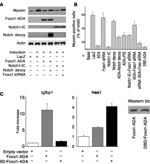 Figure 2Quantitative analysis of C2C12 differentiation.  