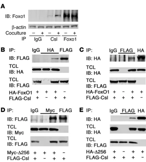 Figure 3Foxo1 coimmunoprecipitates with Csl. (