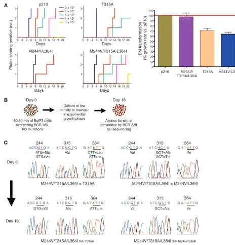 Figure 4Sequential kinase inhibitor therapy can result in compound mutations that increase transformation potency and growth rate in vitro